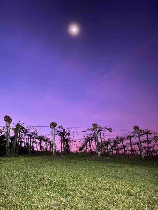 벤투곤살베스 Casa Vigneto Octavio No Vale Dos Vinhedos 빌라 외부 사진