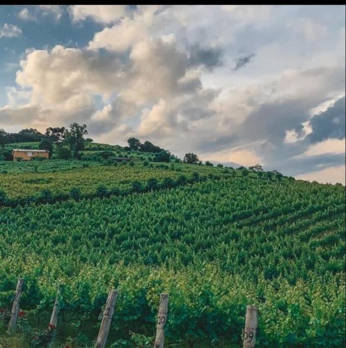 벤투곤살베스 Casa Vigneto Octavio No Vale Dos Vinhedos 빌라 외부 사진